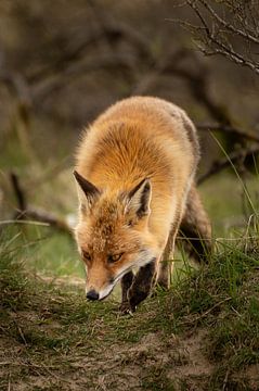Fox looking. by Danny Leij