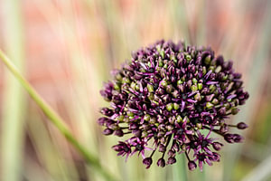 Allium