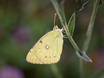 Luzerne vlinder van Rob Boon