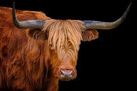 Schotse Hooglander van Leon Okkenburg