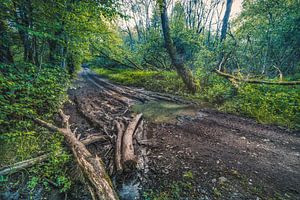Croisement de troncs d'arbres