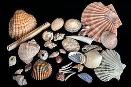 Muschelsammlung von Hanneke Luit