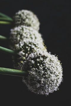 Bloemen van doorgeschoten rode ui van Clazien Boot