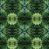 Reflection of fern, water and symmetry 1 by Heidemuellerin