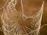 Spinnenweb met dauwdruppels