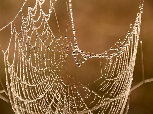 Spinnenweb met dauwdruppels