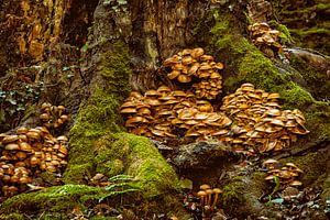 Funghi Town van Lars van de Goor