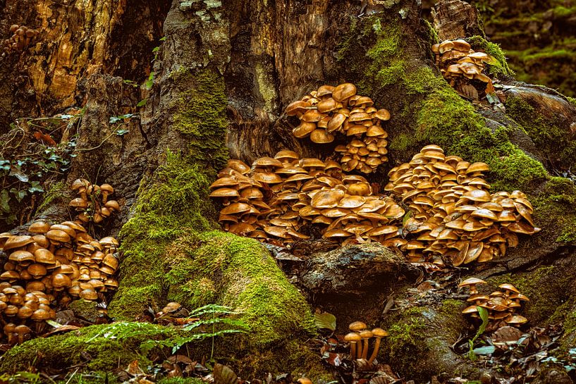 Funghi Town by Lars van de Goor
