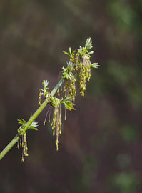 Blüte des Eschen-Ahorn im Frühling am Niederrhein