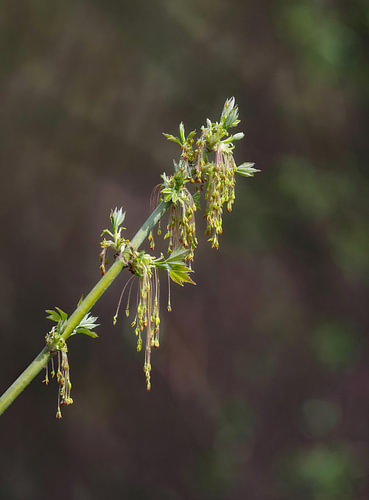 The flowering of the ash-leaved maple in spring in the Lower Rhine region