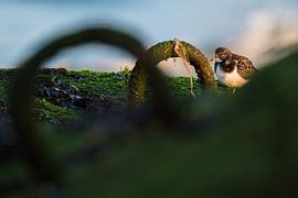 Steenloper van Jarno van Bussel