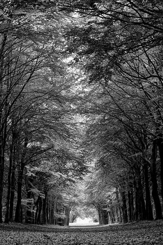 het bergerbos in  Noord Holland
