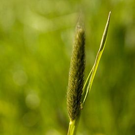 Green von Andrea de Leeuw