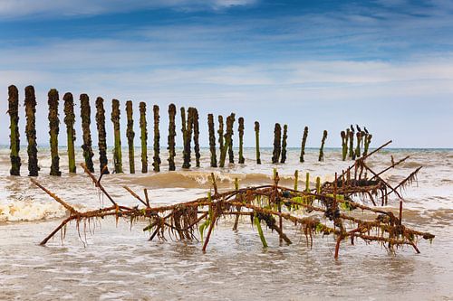 Mussel bank and breakwater with Cormorants in France