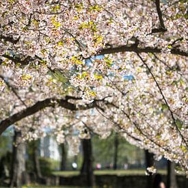 Blossom  by Erwin Zwaan