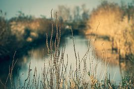 View through Biesbosch by Génol de Jong