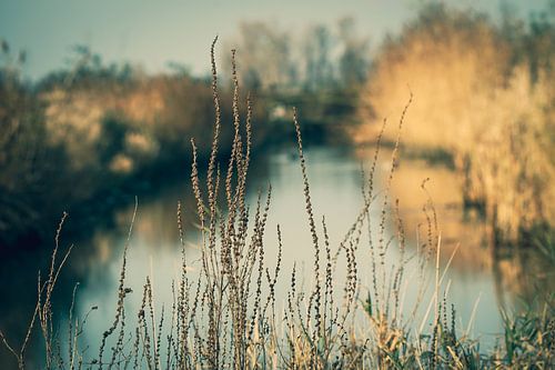View through Biesbosch