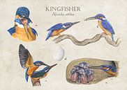 Kingfisher (ijsvogel) van Jasper de Ruiter thumbnail