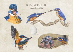 Kingfisher (kingfisher) by Jasper de Ruiter