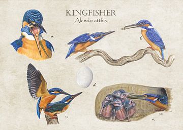 Kingfisher (ijsvogel) van Jasper de Ruiter