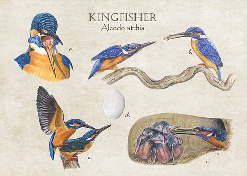 Kingfisher (ijsvogel)