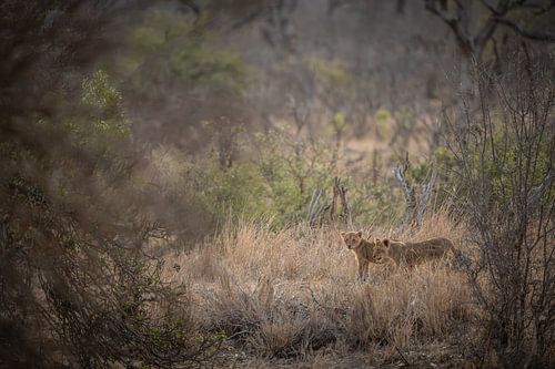 Nieuwsgierige welpen