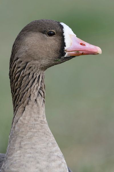Oie à front blanc ( Anser albifrons ), oie sauvage, gros plan, portrait détaillé de la tête, faune s par wunderbare Erde
