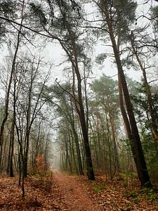 Herfstpad van Susanne Pieren-Canisius