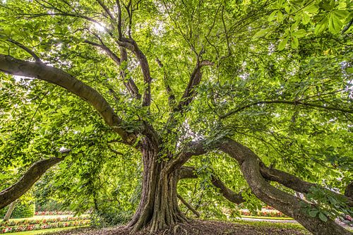 Vieil arbre dans le rétro-éclairage