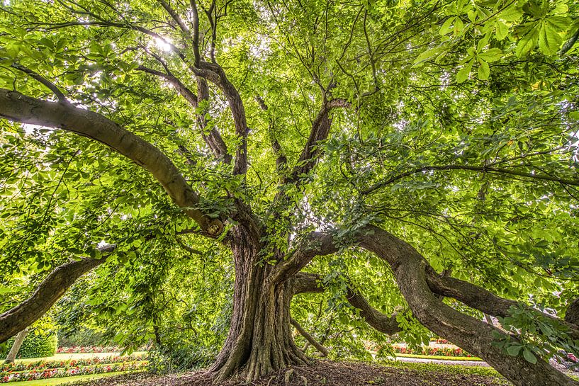 Oude boom in het tegenlicht van Harrie Muis