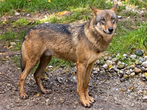 Wolf