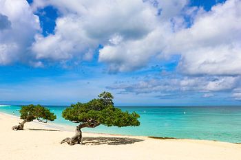 Erstaunliche Farben an einem karibischen Strand