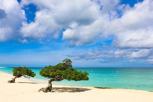 Erstaunliche Farben an einem karibischen Strand