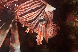 Close-up van een koraalduivel by M&M Roding