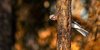 Autumn Jay