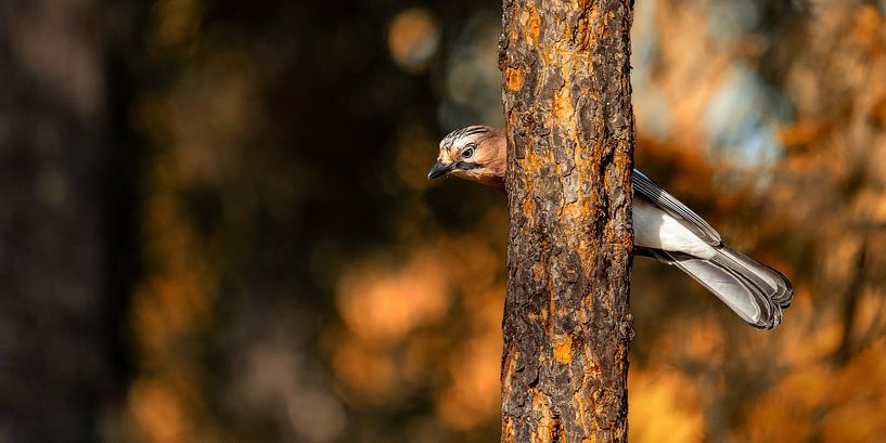 Autumn Jay by Waleson Photography