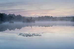 lis et brume sur les fagnes