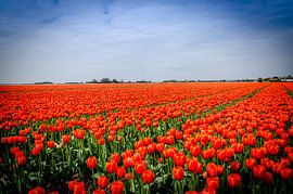 Tulpenvelden Holland by Grietje Houkema