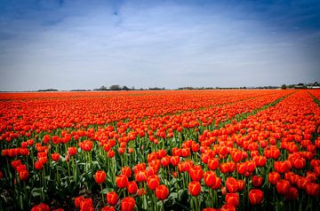 Tulpenvelden Holland van Grietje Houkema