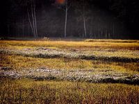Elfenwiese I 
