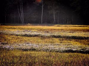 Elfenwiese I 