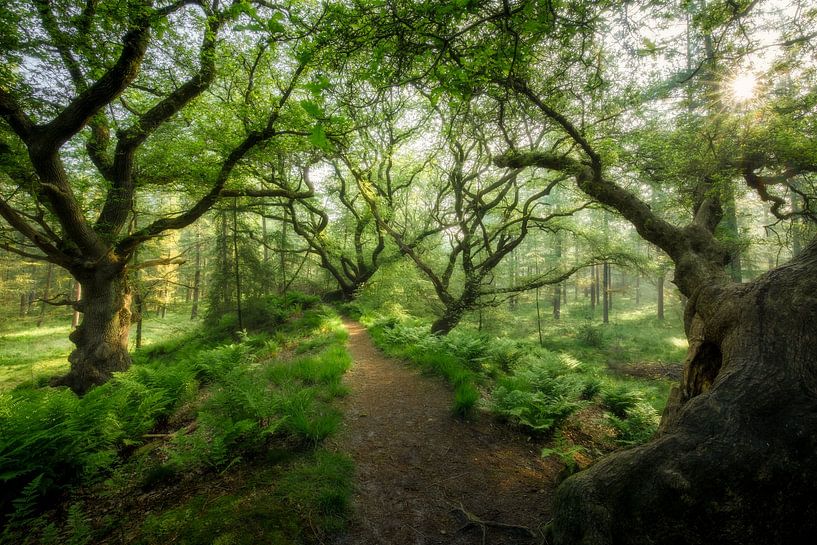 Der Sternenwald bei Dalfsen, märchenhaft von Peter Kuipers