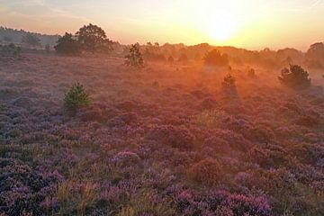 Luchtfoto van bloeiende heide op de Hoge Veluwe in Nederland bij zonsopgang van Eye on You