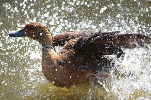 Eend spat in het water