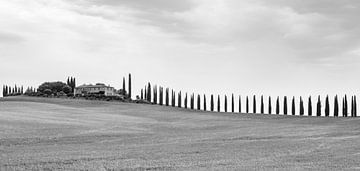 Cipressen bij Poggio Covili, in Val d'Orcia, Toscane