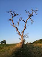 Dode boom in zacht zonlicht