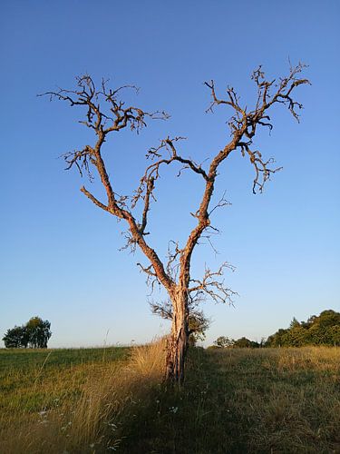 Toter Baum im weichen Sonnenlicht