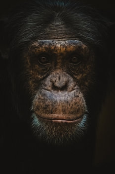 Le regard