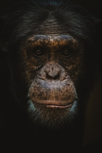 The gaze
