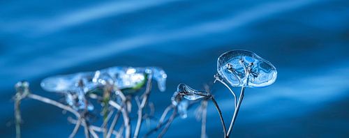 Natuurlijke Abstractie in  Ijsvormen